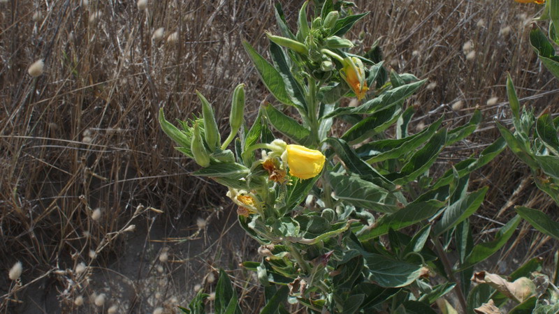 Sulle dune 2 - Oenothera sp.